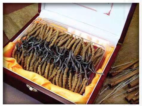 饶平冬虫夏草回收